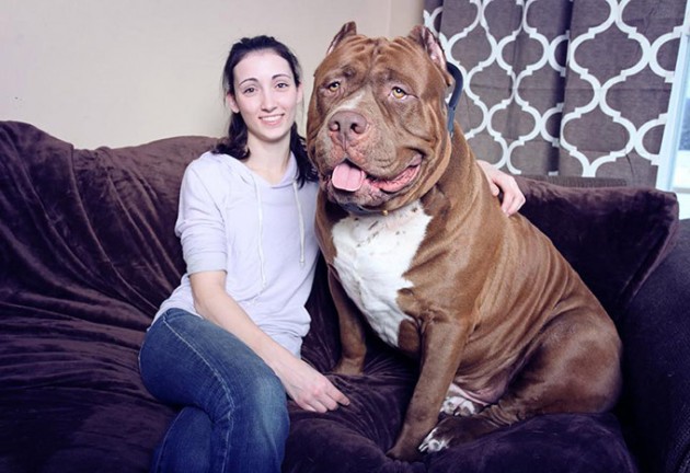 Meet-Hulk--The-Giant-175lb-Family-Pit-Bull (1)