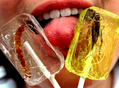 insectes