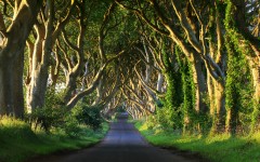 tournage-Game-of-Thrones-Dark-Hedges-Irlande-du-Nord