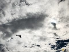 parrot-disco-10