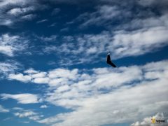 parrot-disco-7
