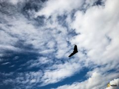 parrot-disco-9