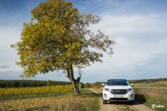 vignale-1